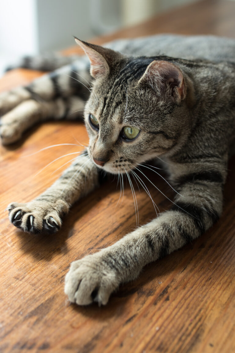 Cat Café Hamburg